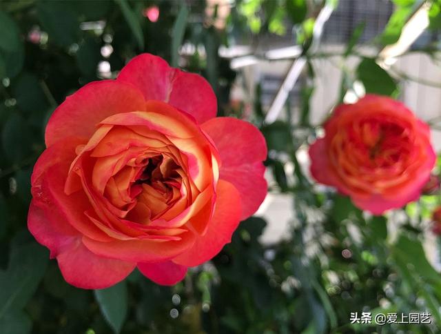 花开成串的小包子月季，首选浪漫三宝和她们的姐妹