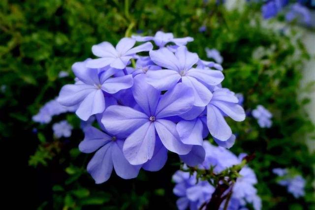 冬天面对蓝雪花要做什么？春、夏季才能持续生长、保持花量