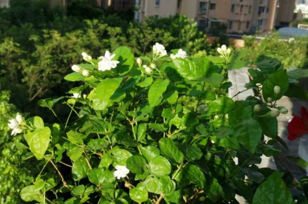 养这些植物，下雨了甭急着往屋里搬！淋雨反而好处多多