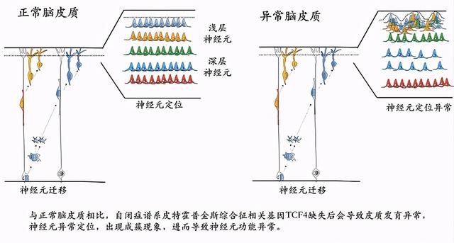 神经元|“请站住！神经元”复旦脑科学研究院解云礼课题组为自闭症发病机制提供新依据