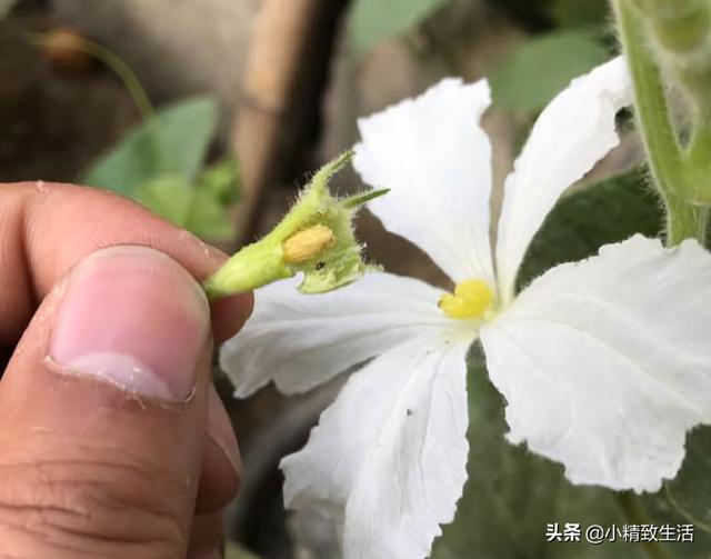 葫芦|简单7步，在阳台种小葫芦，一盆结十几个，随便盘