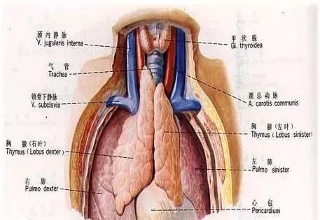 6种常见纵隔肿瘤的影像解读与鉴别要点，一文击破