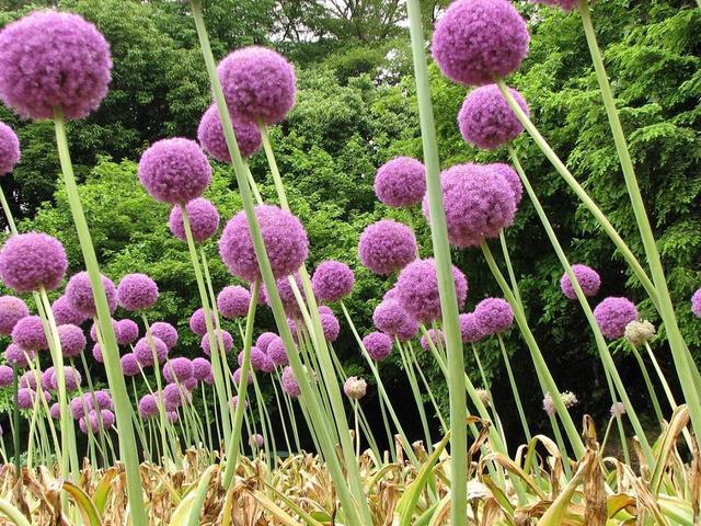 一个个球状的花儿，直立的花梗，这样的大花葱是怎么来的