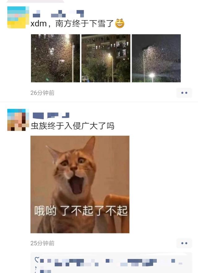 白蚁|@广东人，记得关好门窗