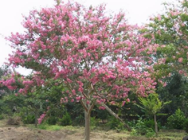 这3种树最适合种在庭院，花开满院香，寓意极佳显富贵，超好养