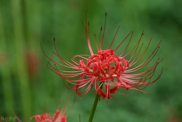 有一种剧毒的花，华佗用它创造了世界之最，“诸药不效”才可用