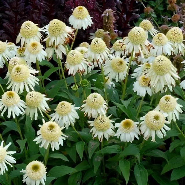 夏季庭院里一抹浓艳的色彩——松果菊