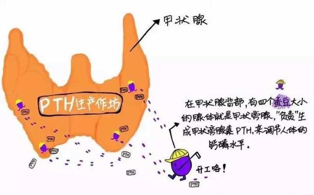 结石|“怎么又是肾结石？”杭州女子被这病反复折磨十多年，罪魁祸首竟是......