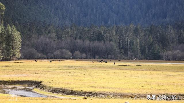 「旅行柚子君」镶嵌在高山森林之中的绿色宝石,这就是草湖
