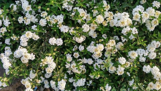 20种适合布置花墙的藤本植物，看着都让人眼馋