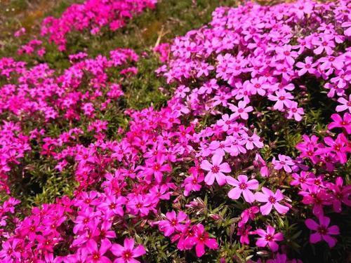 这几种花不畏寒，零下也能自如开花，冬天也能赏花真惬意