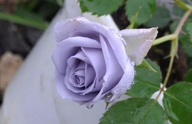 大咖分享 | 蓝色花境植物有那些？