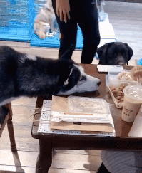 那些笑死人不偿命的图片