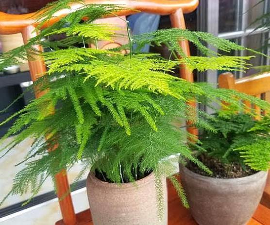 如何刺激文竹疯长侧芽？抓住4个关键点，春末可多养好几盆