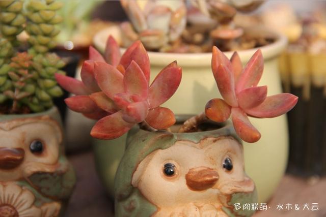 有朋自远方来，拔叶子乎