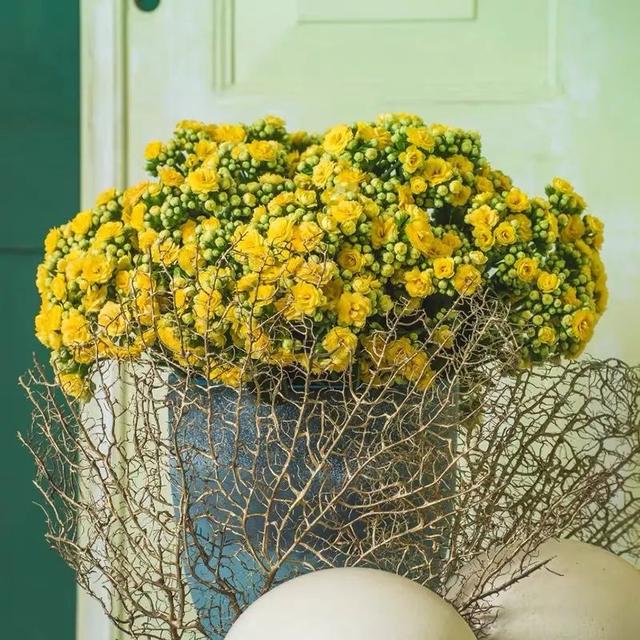 长寿花开花了，这4件事不要做，小心落花又落蕾