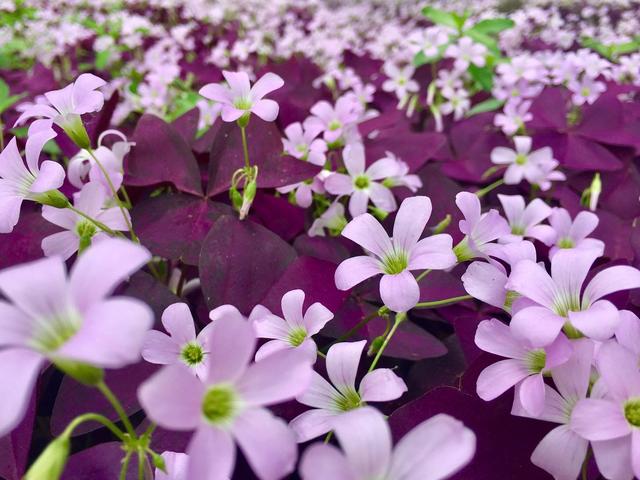 一种“紫叶子花”，不怕热不怕冷，一年三季都开花，叶多花也多