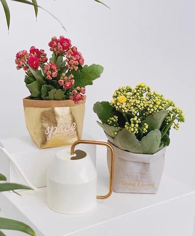 长寿花开花了，这4件事不要做，小心落花又落蕾