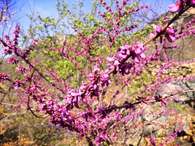 『约吗旅行』迎着春光，赴一场花海之约~