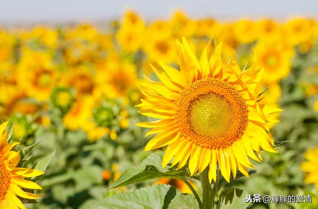 时光清浅，岁月安暖；只愿心素如莲，人淡如菊；不以己悲不以物喜