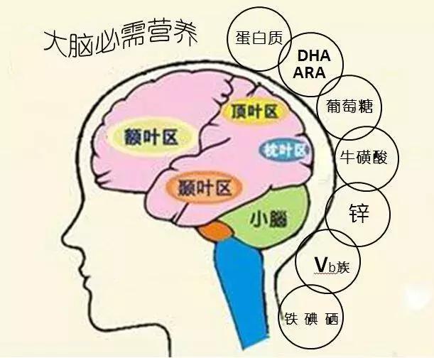 聪明养育|孩子一生仅一次大脑发育高峰期，错过不可逆