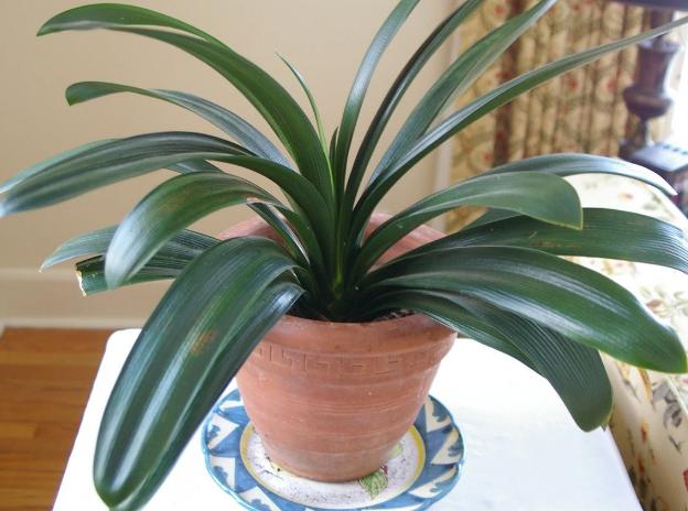 兰花娇气难养？冬天盆栽蝴蝶兰、君子兰，个个好看又好养