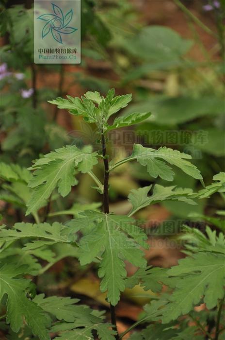 神农本草图经，薯蓣 菊花 甘草 人参 石斛 石龙芮