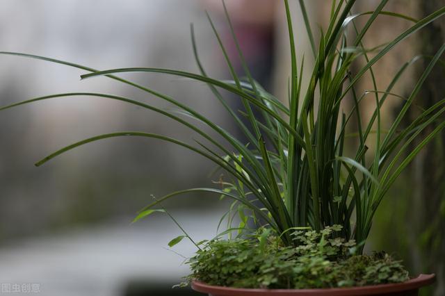 10种适合庭院绿化，种植在树荫下的花卉品种