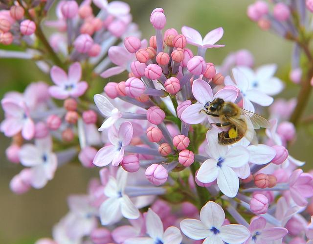 这“三类花”都相克，养一块“危害大”难开花，还会影响家人健康