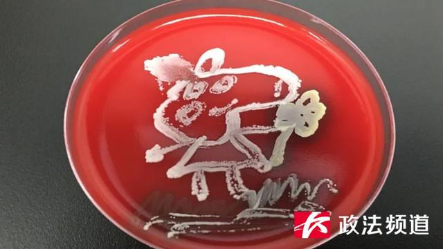 医生|脑洞大开！用细菌作画你见过吗？长沙90后