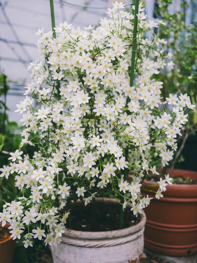 网红铁线莲“银币”，花比叶还多，美丽又芳香，专为阳台盆栽而生