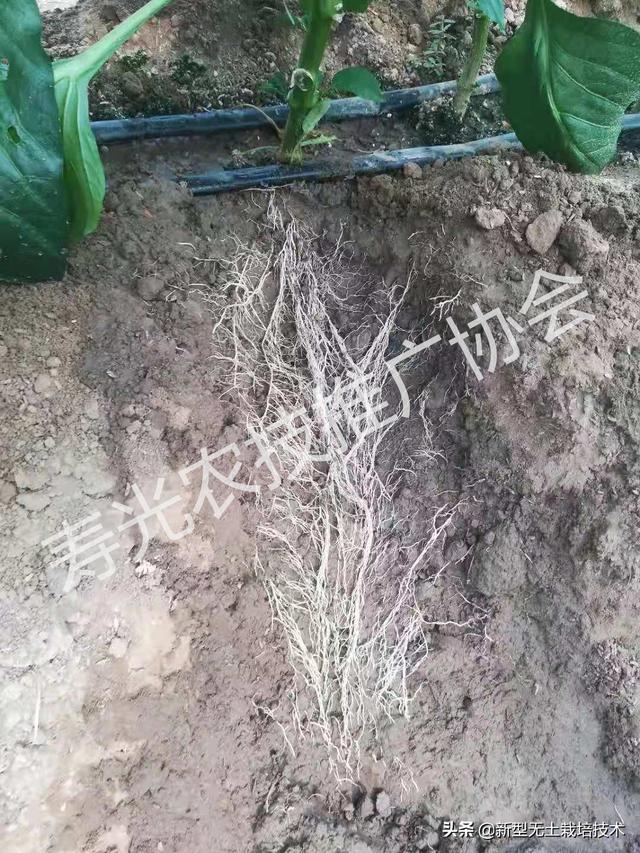 土传病害不可怕,这3种方法就能解决它