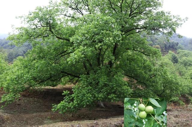 【世界那么大】走进大姚桂花镇 体味满满的原生态彝家生活