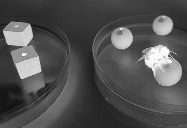 环球网@研究：大黄蜂能在黑暗中找到它们以前见过的东西