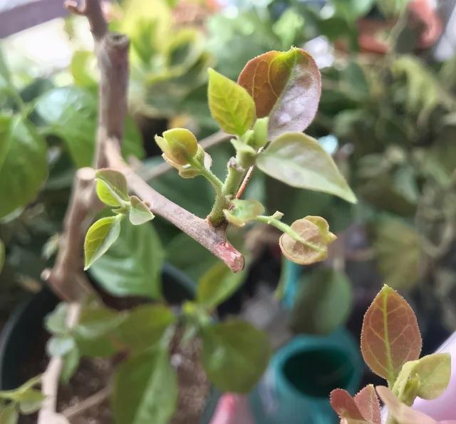 养三角梅，这几点做不对，光长叶子不开花