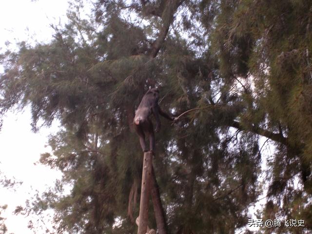 无人机大战，炸死了人，谁赔偿？人类是一个载体，智人即将消亡？