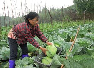 终日操劳双鬓斑，笑中无奈谁来怜？