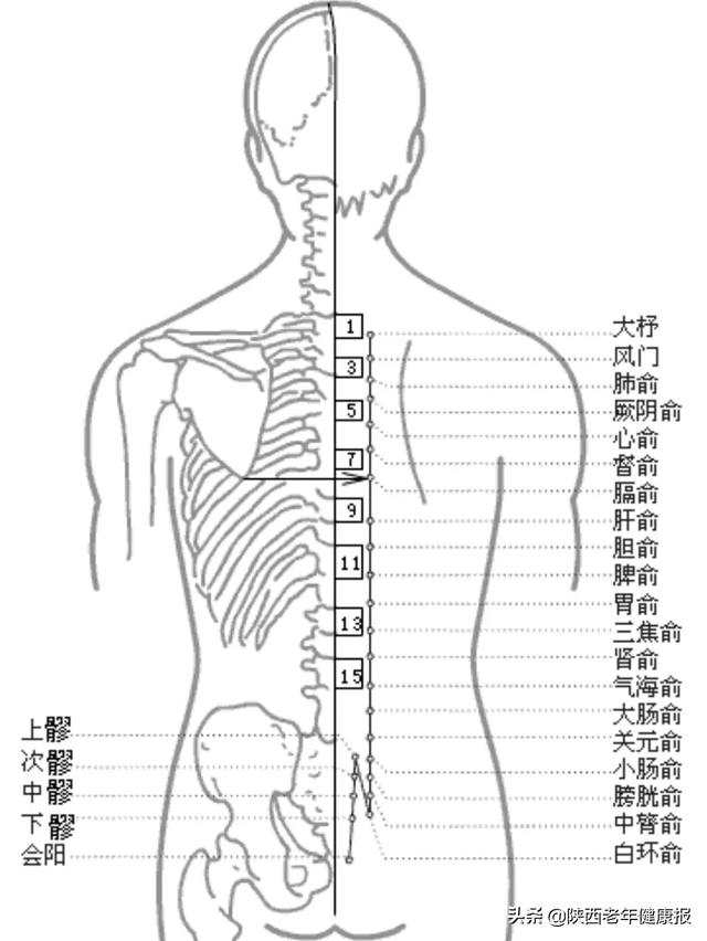 大肠俞的位置在脊柱区,第4腰椎棘突下,后正中线旁开1.5寸.