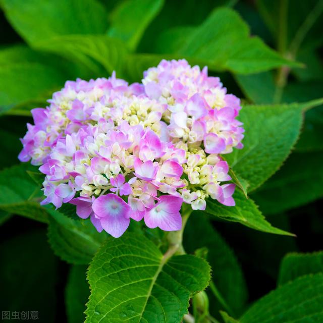 “不经苦寒花难开”的品种，下雪也别搬进屋，冻冻更娇艳