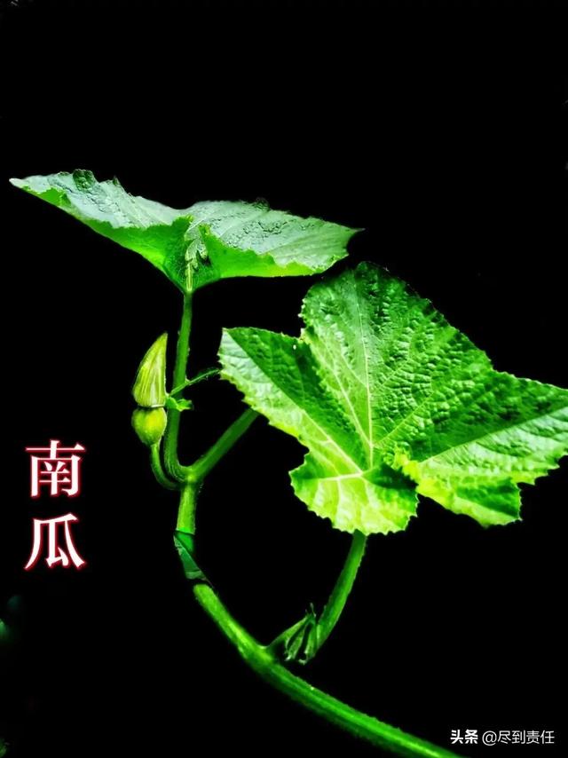 顺口溜:蔬菜不输花