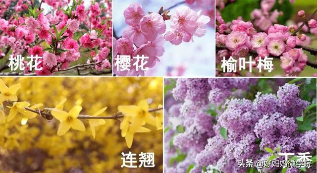 #超级宝妈#你认识路边那些星星般的蓝色小花?别再用“不知道”打发孩子了