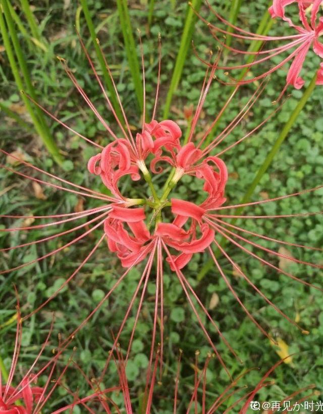 一种花，开花热烈美好，但是寓意不好，很少有人养