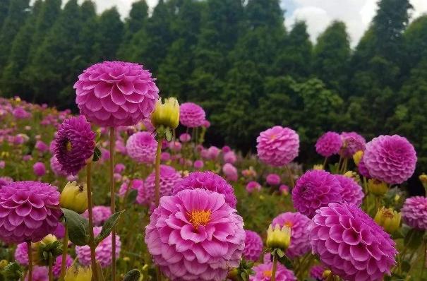 入冬后，院子里栽种的大丽花，这么整治一番，来年才能顺利开花