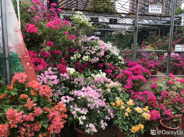 逛花市去捡漏，买了一堆长寿花，拿回来竟然全活了