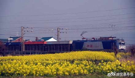 「光明网」开往春天的火车，穿梭油菜花田美