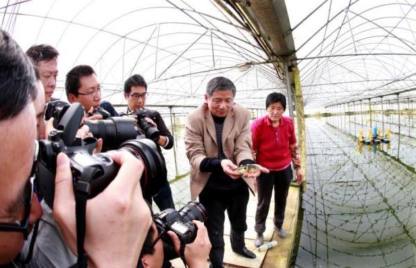 河豚|正是河豚欲上时，但是人工养殖的