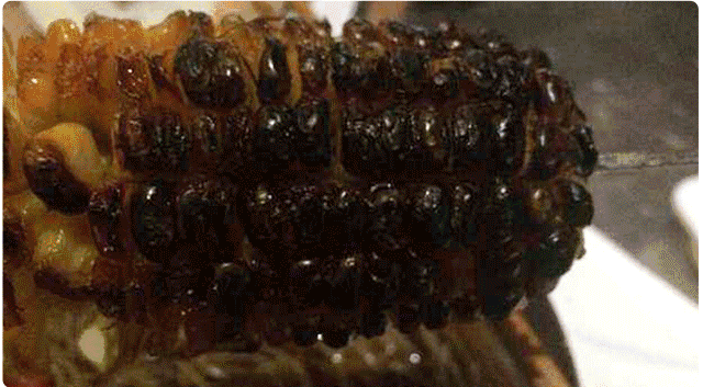 烤焦的肉吃了会致癌吗？还有烧烤为啥那么香！