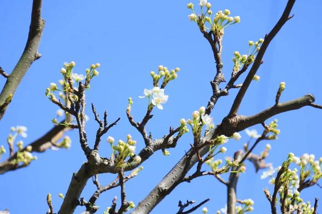 趣旅游■中国绿都 最氧三明 | 掬一捧春色,赏建宁桃红梨白……
