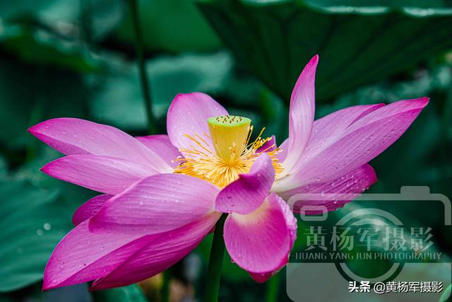 饮了晚风■荷花盛开的夏天,绿叶中娇美的花朵很漂亮