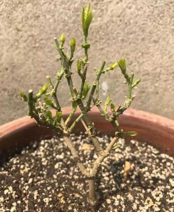 长寿花|这花就得饿着养，盆小水少，叶子越剪长得越旺！